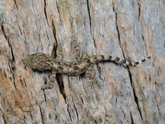 Gekko hokouensis