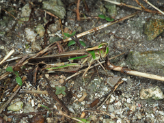 Aiolopus thalassinus tamulus