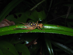 Cardiodactylus guttulus