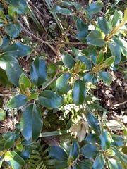 Brachyglottis elaeagnifolia