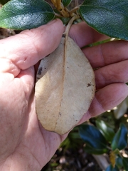 Brachyglottis elaeagnifolia