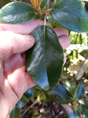 Brachyglottis elaeagnifolia