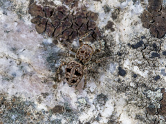 Attulus monstrabilis