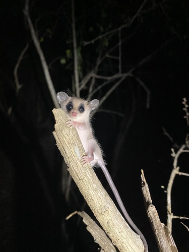 Yucatán Gray Mouse Opossum