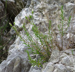 Linum monogynum monogynum