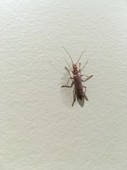 Parisopalpus nigronotatus