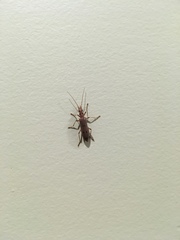 Parisopalpus nigronotatus