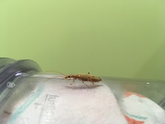 Parisopalpus nigronotatus