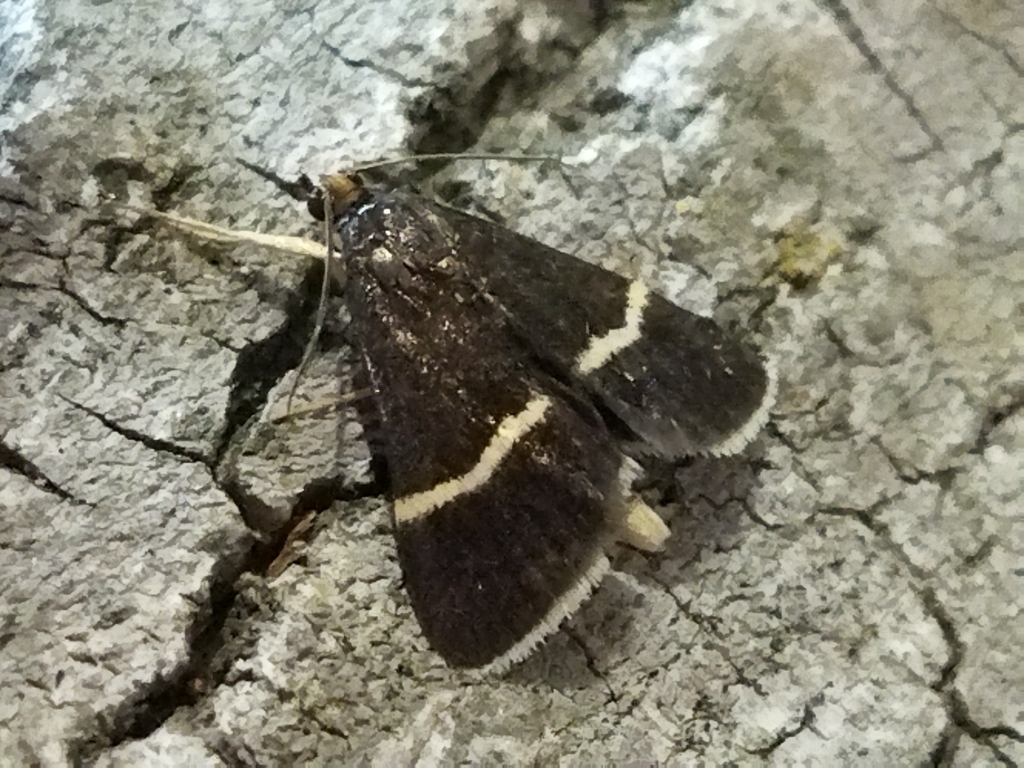 Silver-barred Sable
