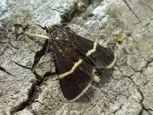 Silver-barred Sable