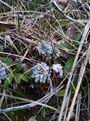 Leucogenes leontopodium