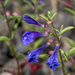 Narrowleaf Skullcap - Photo (c) Dayne Galash, some rights reserved (CC BY-NC), uploaded by Dayne Galash