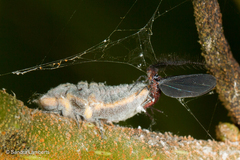 Coelostomidiidae