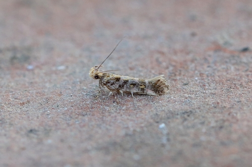 Aristotelia decoratella