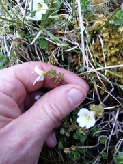 Euphrasia drucei