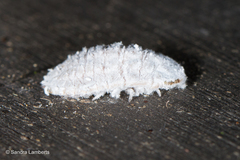 Drosicha