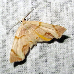 Achrosis