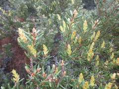 Orites revolutus
