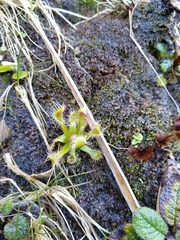 Drosera stenopetala