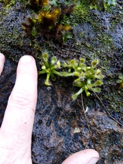 Drosera stenopetala
