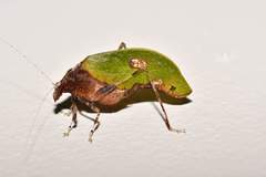 Pycnopalpa bicordata