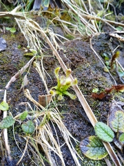 Drosera stenopetala