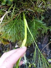 Aciphylla dissecta