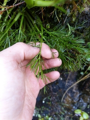 Aciphylla dissecta