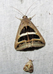 Grammodes geometrica