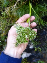 Aciphylla dissecta