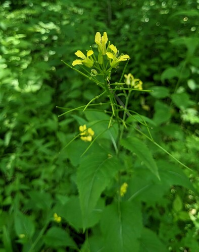 Yellow-flowered hedgemustard (Sisymbrium luteum)