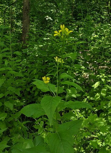 Sisymbrium luteum, photograph 6