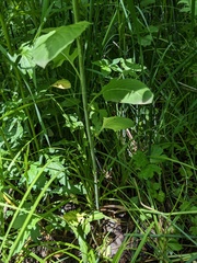 Sisymbrium luteum, photograph (c) Repina Tatyana, some rights reserved (CC BY)