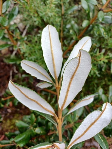 Image of Banksia saxicola by (c) Peter Crowcroft, some rights reserved (CC BY)