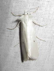 Scirpophaga