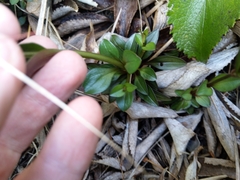 Gentianella montana ionostigma