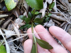 Gentianella montana ionostigma