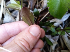 Gentianella montana ionostigma