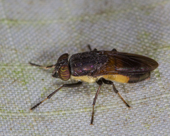 Idiella