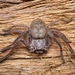 Grey Huntsman - Photo (c) Robert Briggs, some rights reserved (CC BY-SA), uploaded by Robert Briggs