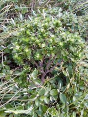 Pimelea gnidia