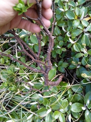 Pimelea gnidia