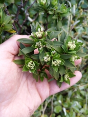 Pimelea gnidia