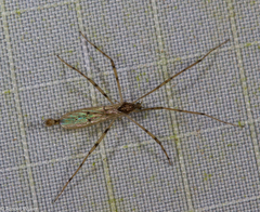 Styringomyia