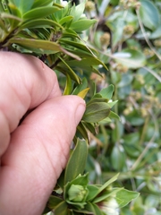 Pimelea gnidia