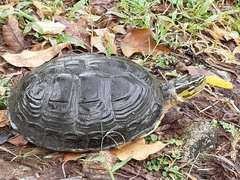 Cuora amboinensis kamaroma