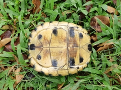 Cuora amboinensis kamaroma