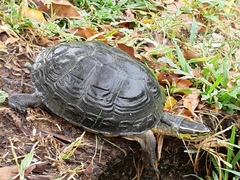 Cuora amboinensis kamaroma