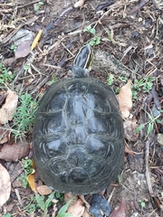 Cuora amboinensis kamaroma