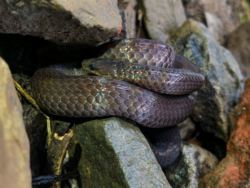 Blyth's Reticulate Snake